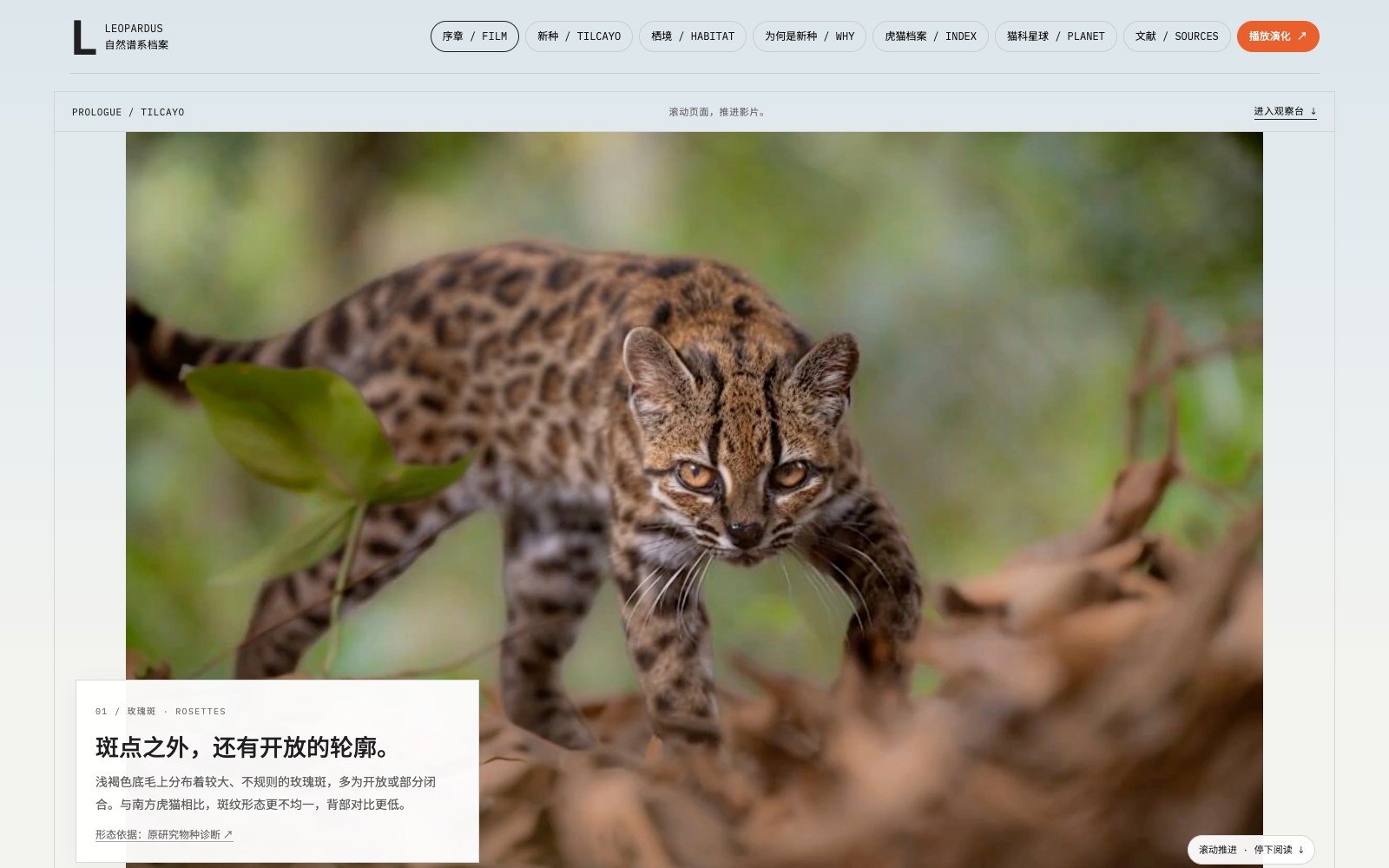 2026 新物种 Leopardus tilcayo · 自然谱系档案